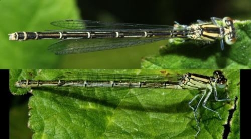 Erythromma lindenii